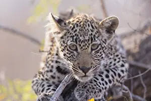 Lopard: Afrique, Afrique australe, Republique Sud Africaiine