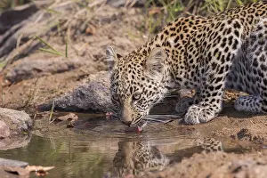 Lopard: Afrique, Afrique australe, Republique Sud Africaiine