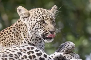 Lopard: Afrique, Afrique australe, Republique Sud Africaiine