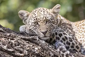 Lopard: Afrique, Afrique australe, Republique Sud Africaiine