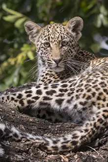 Lopard: Afrique, Afrique australe, Republique Sud Africaiine