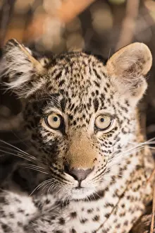 Lopard: Afrique, Afrique australe, Republique Sud Africaiine