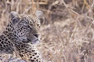 Lopard: Afrique, Afrique australe, Republique Sud Africaiine