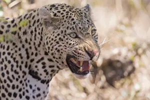 Felids: Afrique, Afrique australe, Republique Sud Africaiine