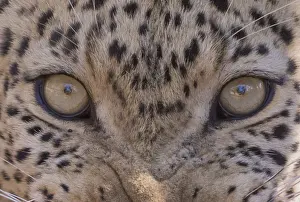 Felids: Afrique, Afrique australe, Republique Sud Africaiine