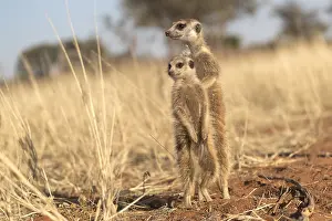 Agent: Afrique, Afrique australe, Republique Sud Africaiine