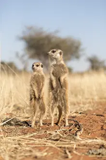 Agent: Afrique, Afrique australe, Republique Sud Africaiine