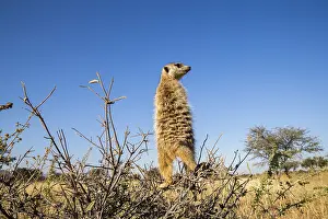 Agent: Afrique, Afrique australe, Republique Sud Africaiine