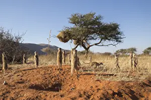 Agent: Afrique, Afrique australe, Republique Sud Africaiine