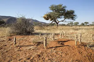 Agent: Afrique, Afrique australe, Republique Sud Africaiine