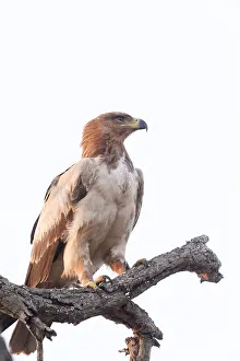 Aquila: Afrique, Afrique australe, Republique Sud Africaiine