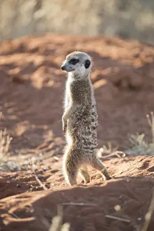 Agent: Afrique, Afrique australe, Republique Sud Africaiine