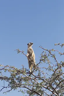 Agent: Afrique, Afrique australe, Republique Sud Africaiine
