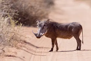 Suidae: Afrique, Afrique australe, Republique Sud Africaiine