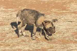 Pictus: Afrique, Afrique australe, Republique Sud Africaiine
