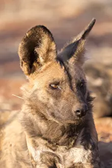 Pictus: Afrique, Afrique australe, Republique Sud Africaiine