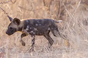 Pictus: Afrique, Afrique australe, Republique Sud Africaiine