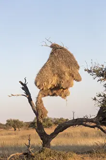 Philetairus: Afrique, Afrique australe, Republique Sud Africaiine