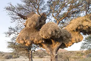 Philetairus: Afrique, Afrique australe, Republique Sud Africaiine