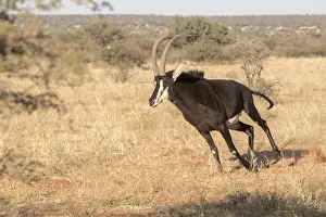 Niger: Afrique, Afrique australe, Republique Sud Africaiine