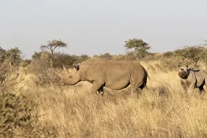 Bicornis: Afrique, Afrique australe, Republique Sud Africaiine