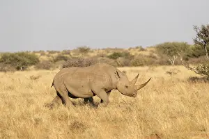 Bicornis: Afrique, Afrique australe, Republique Sud Africaiine