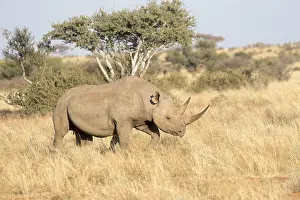 Bicornis: Afrique, Afrique australe, Republique Sud Africaiine