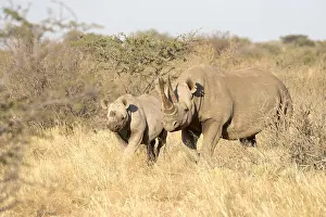 Bicornis: Afrique, Afrique australe, Republique Sud Africaiine
