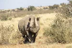 Bicornis: Afrique, Afrique australe, Republique Sud Africaiine