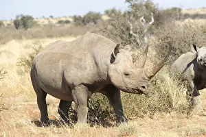 Bicornis: Afrique, Afrique australe, Republique Sud Africaiine