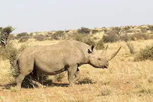 Bicornis: Afrique, Afrique australe, Republique Sud Africaiine