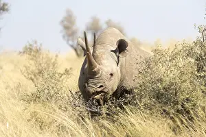 Bicornis: Afrique, Afrique australe, Republique Sud Africaiine