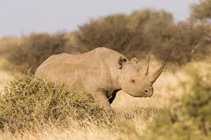 Bicornis: Afrique, Afrique australe, Republique Sud Africaiine