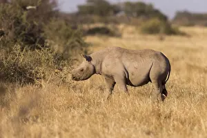 Bicornis: Afrique, Afrique australe, Republique Sud Africaiine