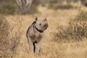 Bicornis: Afrique, Afrique australe, Republique Sud Africaiine
