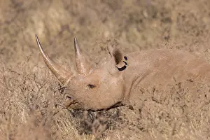 Bicornis: Afrique, Afrique australe, Republique Sud Africaiine