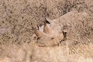 Bicornis: Afrique, Afrique australe, Republique Sud Africaiine