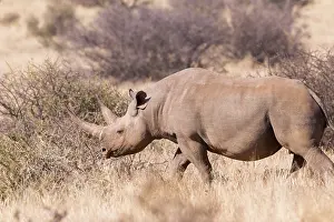 Bicornis: Afrique, Afrique australe, Republique Sud Africaiine