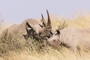 Bicornis: Afrique, Afrique australe, Republique Sud Africaiine