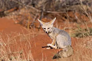 Australe: Afrique, Afrique australe, Republique Sud Africaiine