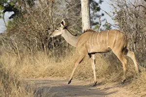 Tragelaphus: Afrique, Afrique australe, Republique Sud Africaiine