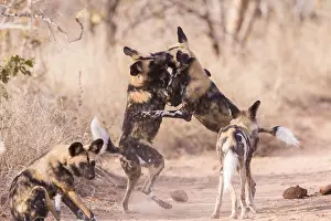 Pictus: Afrique, Afrique australe, Republique Sud Africaiine