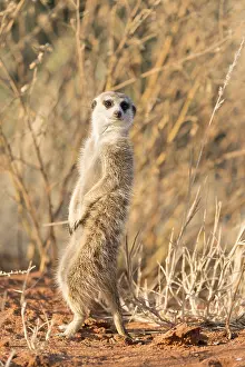 Suricate: Afrique, Afrique australe, Republique Sud Africaiine