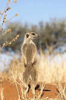 Suricate: Afrique, Afrique australe, Republique Sud Africaiine