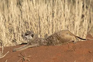 Suricate: Afrique, Afrique australe, Republique Sud Africaiine