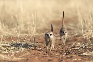 Suricate: Afrique, Afrique australe, Republique Sud Africaiine