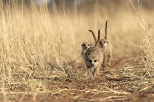 Suricate: Afrique, Afrique australe, Republique Sud Africaiine