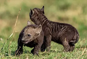 Hyene: Afrique, Afrique de l'Est, Kenya, Reserve nationale du Masai