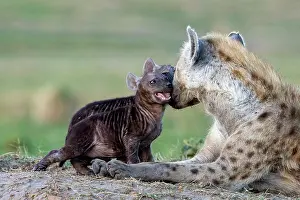 Hyene: Afrique, Afrique de l'Est, Kenya, Reserve nationale du Masai