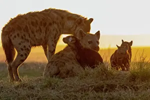 Coucher: Afrique, Afrique de l'Est, Kenya, Reserve nationale du Masai